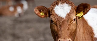 Utländskt kött ett hot mot vårt sätt att leva