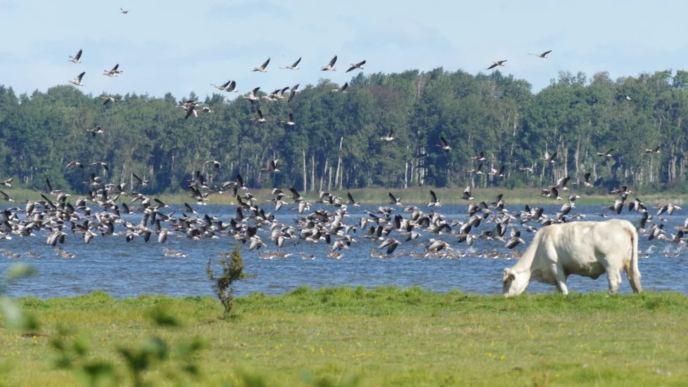 Grågäss har samlats i massor vid Tåkern i Östergötland.