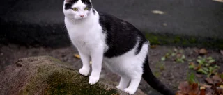 Kattvännerna i Norrköping efter beskedet: "Det här är ett slag i ansiktet"