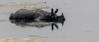 Hopp för noshörningen i Nepal