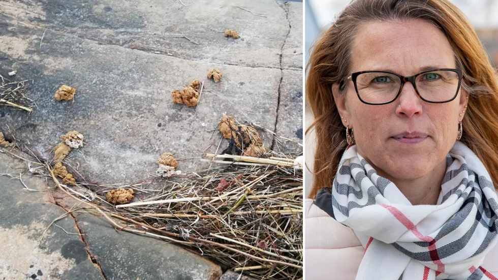 Prioriteringen är nu att sanera de platser där man fått uppgifter om att olja finns, enligt Malin Hübinette, beredskaps- och säkerhetssamordnare på Östhammars kommun.