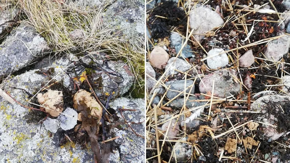 Klumpar av tallolja hittades i helgen i Gräsö södra skärgård. 