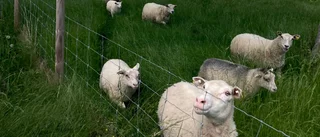 Fårägare bröt mot djurskyddslagen – lamm frös i kylan: "Olika hål i ytterväggen"