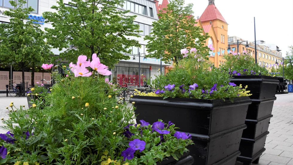 Storgatan i Luleå har utsmyckats med en stor mängd blomlådor med färggranna blommor som ska ge staden kalasstämning detta jubileumsår.