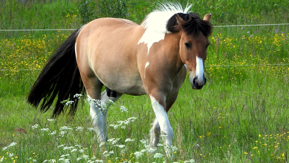 Norrbotten är det län där det finns minst med hästar cirka 5 700. Skåne och Västra Götaland har tillsammans en tredjedel av hästbeståndet i vårt land. 