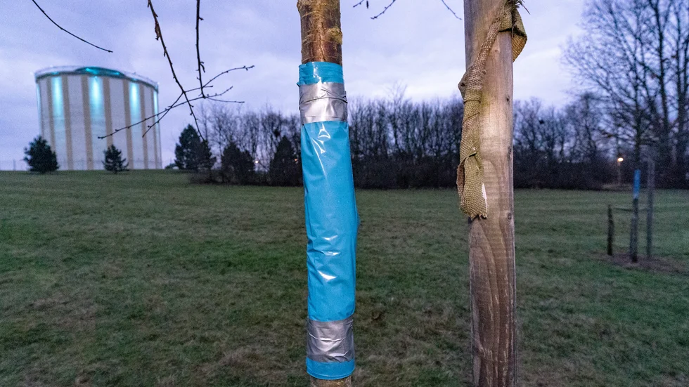 Malmö stad har plastat in vandaliserade träd vid Botildenborgs vattentorn på Rosengård i Malmö. Arkivbild.