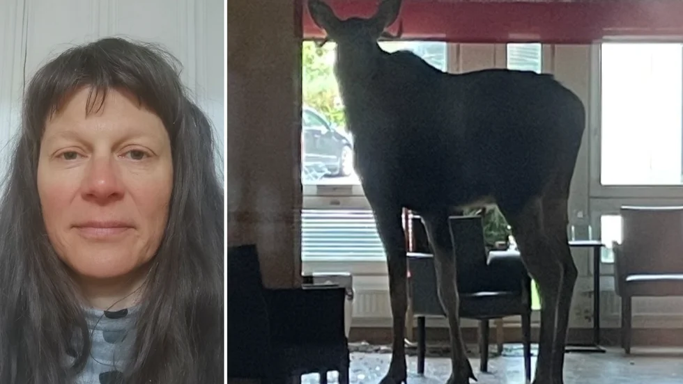 Brunsten gör att älgtjurar rör på sig mer än vanligt. Det menar Wiebke Neumann Sivertsson, forskare vid institutionen för vilt, fisk och miljö.
