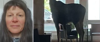 Brunst kan ha bidragit till älgens agerande