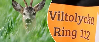 Kvinna körde på rådjur – får betala 12 800 kronor