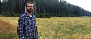 Succéskördar för Norrbottens bönder – men ogräset hotar
