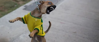 Hund bet kvinna om och om igen 