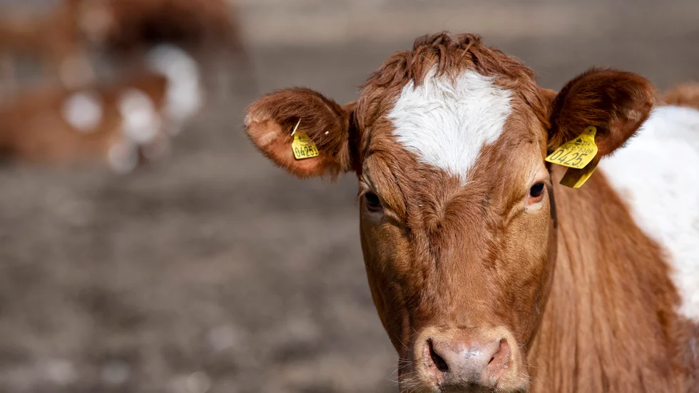 Genom att öka andelen KRAV-godkända kor och får kan bönderna och deras betande djur bidra till öppna landskap med fler växter, blommor, bin, insekter och fåglar, skriver Jonas Carlberg, affärsområdeschef för lantbruk på KRAV.