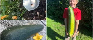 Jättezucchinin invaderar: "Brukar bli en snackis"