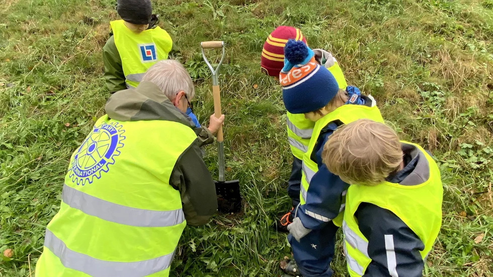 300 lökar planterades av förskolebarn från Högåsskolan i Knivsta med god hjälp av medemmar från Rotary Knivsta.
