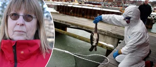 Gotland saknar beredskap – klarat sig från rekordstort utbrott av fågelinfluensa
