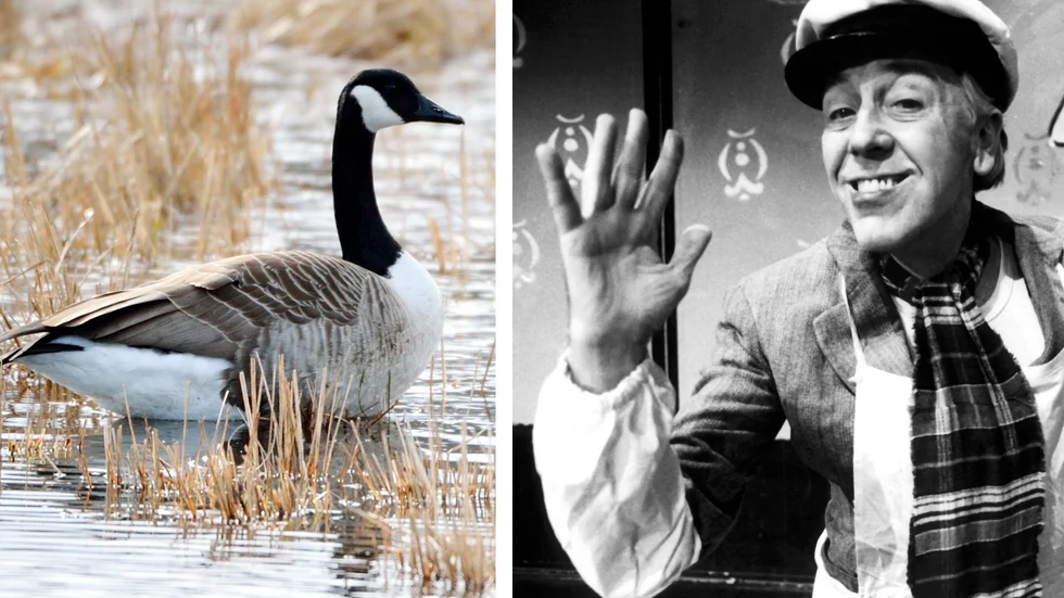 Kuriren för 50 år sedan: Kanadagåsen hyllades som en celeber gäst och Tjadden hade Sverige-premiär i Katrineholm. 