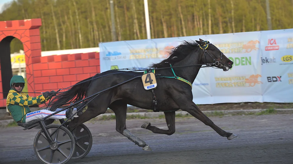 Ulf Ohlsson bakom Roger Nilsson-tränade Nikita Sunrise vann den fjärde V64-avdelningen.