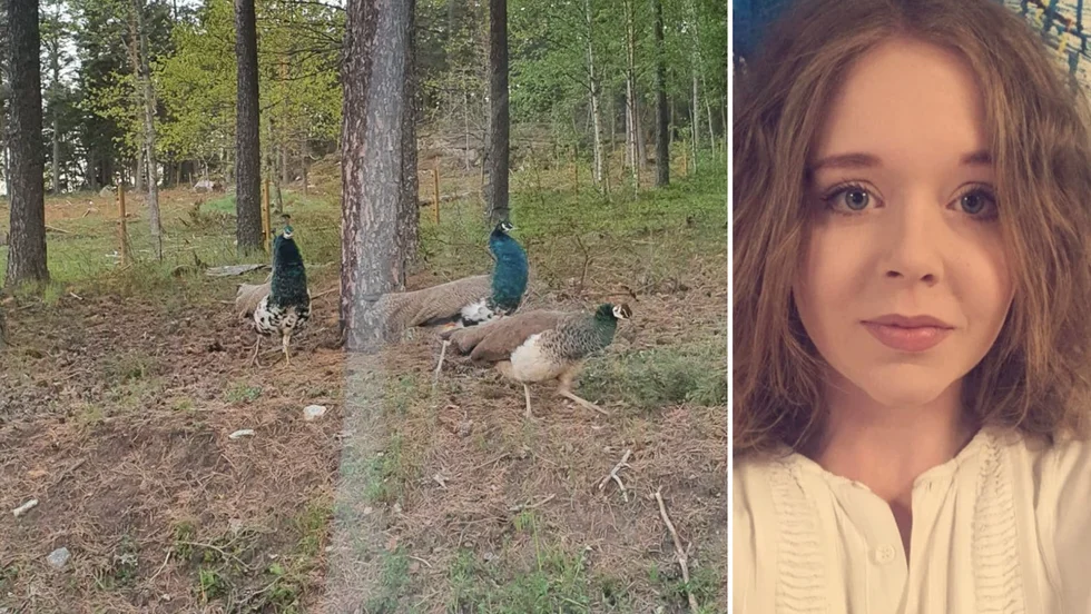 Varifrån de fyra påfåglarna kommer är oklart, men ute på Ytterselö finns flera gårdar som håller de ståtliga djuren.