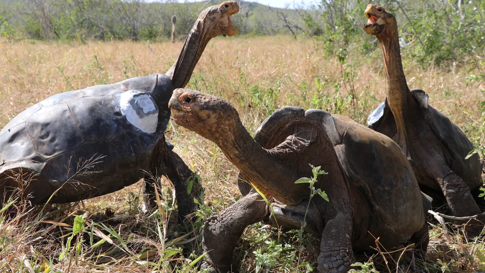 En grupp jättesköldpaddor ögonblicket efter att de släppts ut i det fria på ön Española i Galápagos-provinsen utanför Ecuador. Bilden är från i juni 2020.