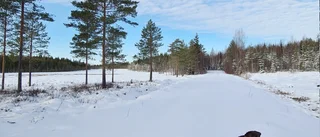 Hunden Dante gör sin draghundspremiär