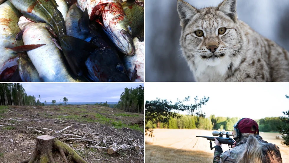 Överfiske, intensivt skogsbruk med kalavverkningar och ohållbar jakt är några hot mot ett välfungerande ekosystem som pekas ut av Naturskyddsföreningen. "För att vända den här utvecklingen måste lagstiftningen skärpas, tydliggöras och befintlig lag tillämpas på riktigt så att artskyddet fungerar fullt ut", skriver föreningens ordförande Johanna Sandahl.