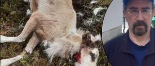 Tjuvskjuten ren hittad i diket: "Den har förmodligen kvävts till döds" 