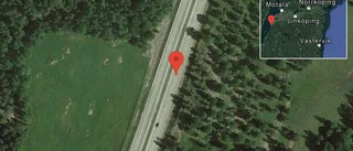 Rådjur på vägen