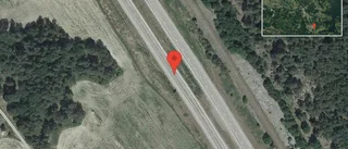 Rådjur på vägen på E20