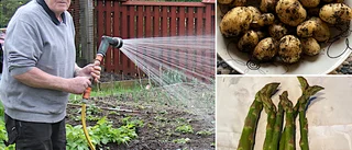 Rekordet: Första skörden för året redan nu