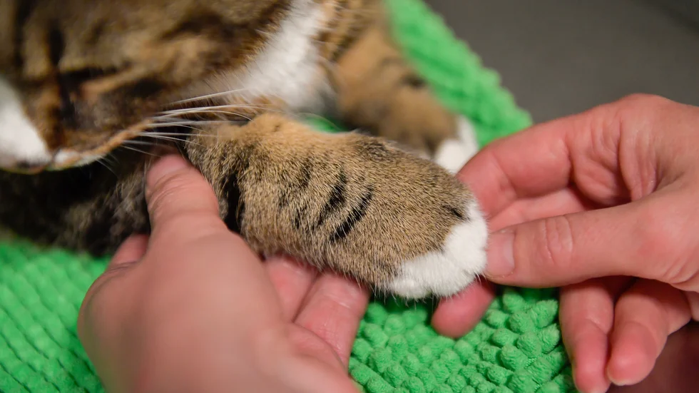 En annan katt på besök hos en veterinär. Arkivbild.