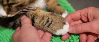Bortsprungen katt tillbaka – efter åtta år