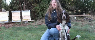 Tuva i Västervik hittade sin drömhund: "Jag kände att jag inte ville ha någon annan"