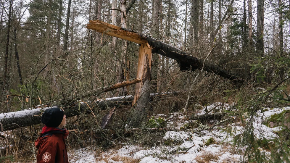 I stort sett alla Uppsala läns naturreservat har angripits av insekten granbarkborre. I 10 naturreservat är angreppen så pass allvarliga att all äldre gran kommer att dö.
