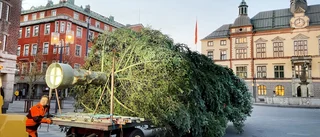 Jakten är igång – nu efterlyser kommunen årets julgranar till torgen: "Eskilstunaborna brukar vara väldigt hjälpsamma"