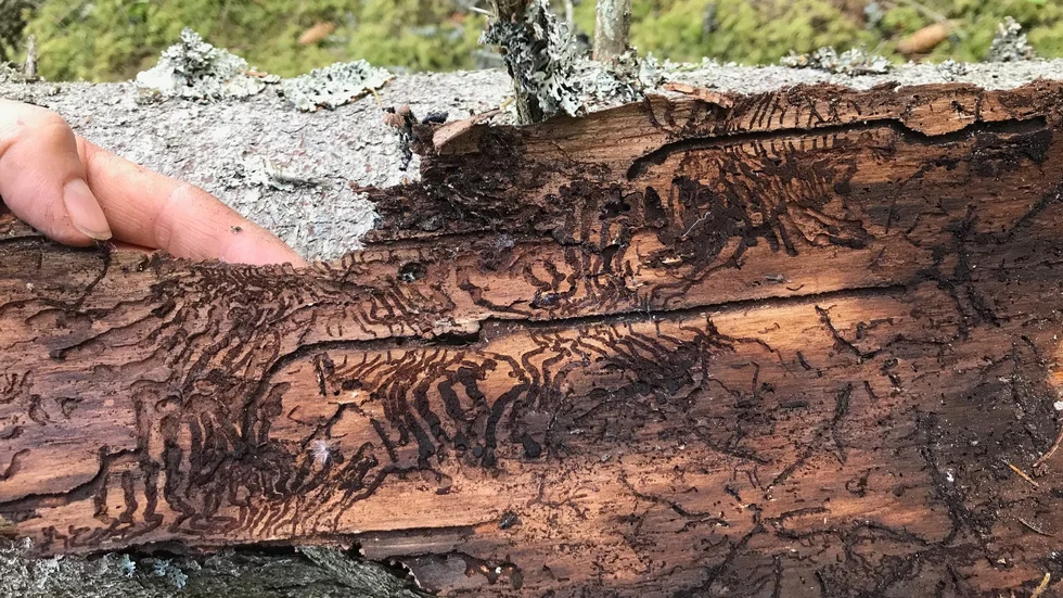 En angripen granstam med det typiska granbarkborremönstret.
