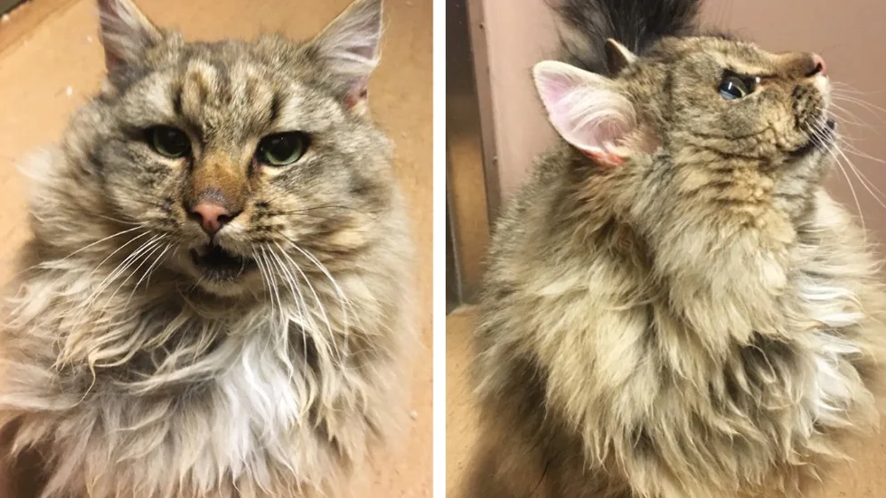 Så här ser katten ut.