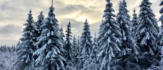 Debatt: Beskatta skogen där skogen står