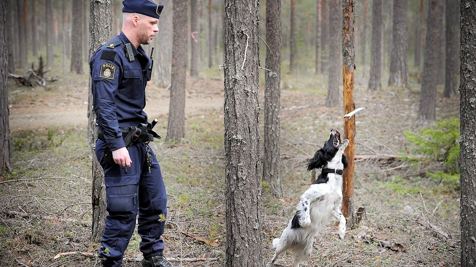 Belöningen. När Vinna gjort jobbet och markerat platsen där sökobjekten ligger, kommer belöningen: en leksak som Per Eriksson kastar upp i luften och Vinna fångar glatt. Foto: Leif Andersson.