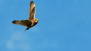 En jorduggla flyger mot Byskes klarblå himmel. Foto: Anton Lilja.