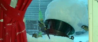 Extrema snömängder
