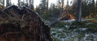 Efter stormen: värst i Storuman, Vilhelmina och Lycksele