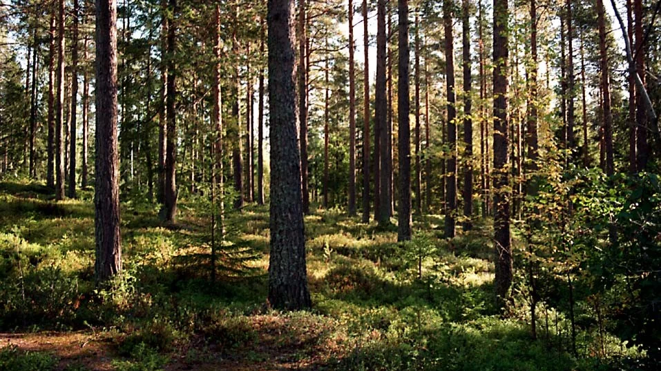 Gammal skog. Stora delar av skogen i Stöttingfjället är runt 300 år gammal. Foto: Bengt Enqvist.