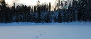 Såg björnspår mitt i älven