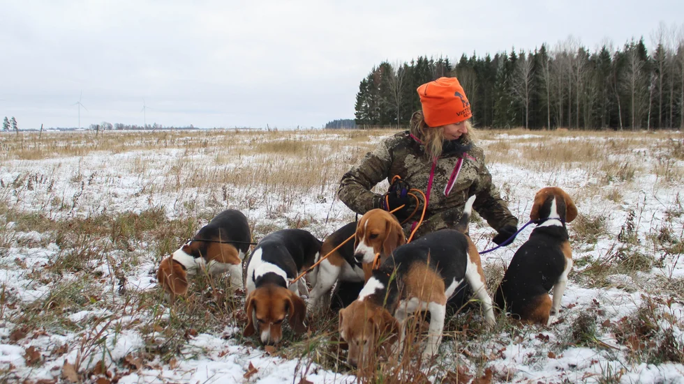 Både Camilla och hundarna älskar att vara ute i skog och mark. Med beaglar är det inget strosande längs vägen som gäller. Det finns alltid nya spännande dofter att följa.