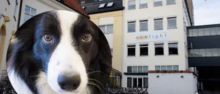 Högre tryck på hundvänliga hotellrum: "Märks en tydlig skillnad jämfört med innan pandemin"