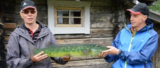 Många planer för Laisälven: Återetablering av havsöring och nya fiskeregler