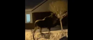 Stor älg i villaområde på Morö Backe – fångades på film: ”Såg förvirrad och skrämd ut”