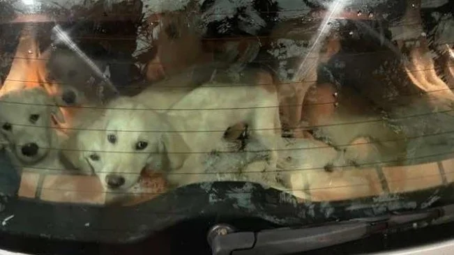 De tio små golden retrievervalparna var slöa, uttorkade och stressade efter resan från Ungern och avlivades senare efter beslut av veterinär.
