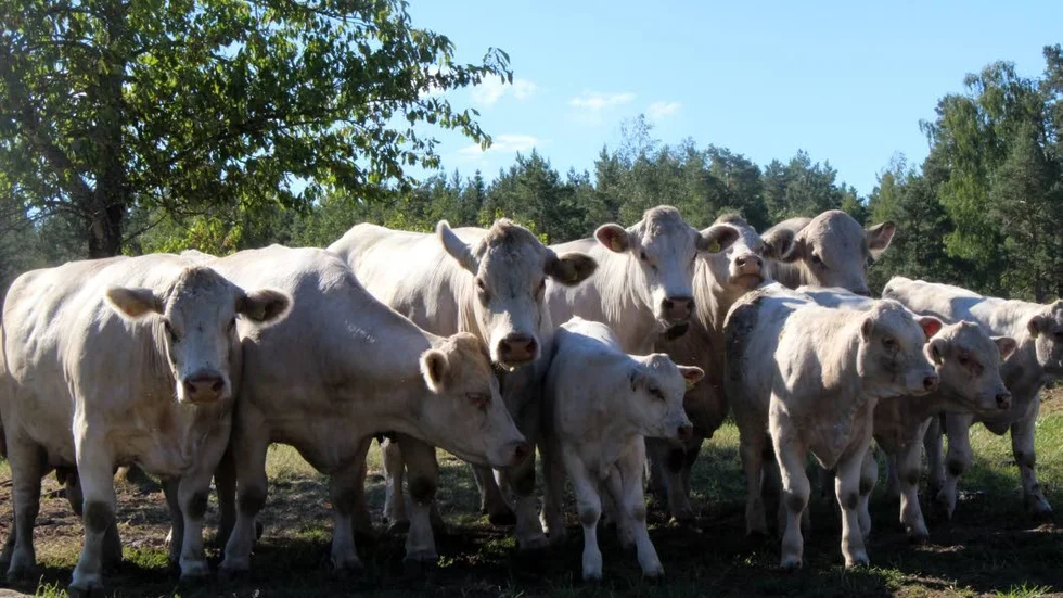 Rasen är lätt igenkännlig: enfärgad med vit till gulvit nyans. Djuren är storvuxna med kraftig och robust kroppstyp.