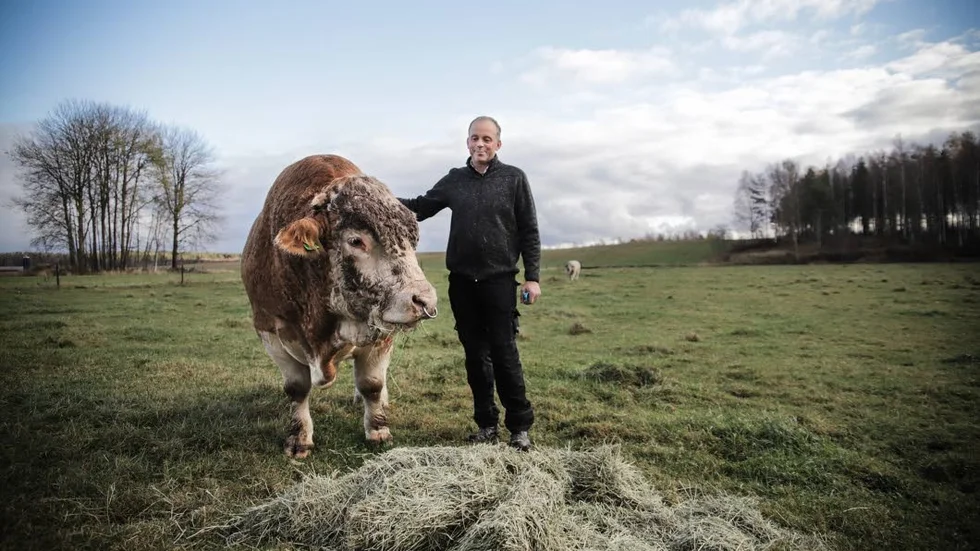 Tjuren Ulster av Frönshult väger 1,3 ton och blev Best in show på lantbruksmässan på Elmia.